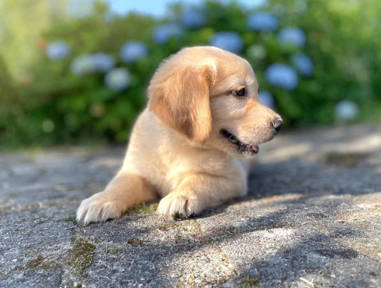 Golden Retriever x Friese Stabij pups goedgekeurde ouders, Nederland, Overige rassen, 8 tot 15 weken, Meerdere