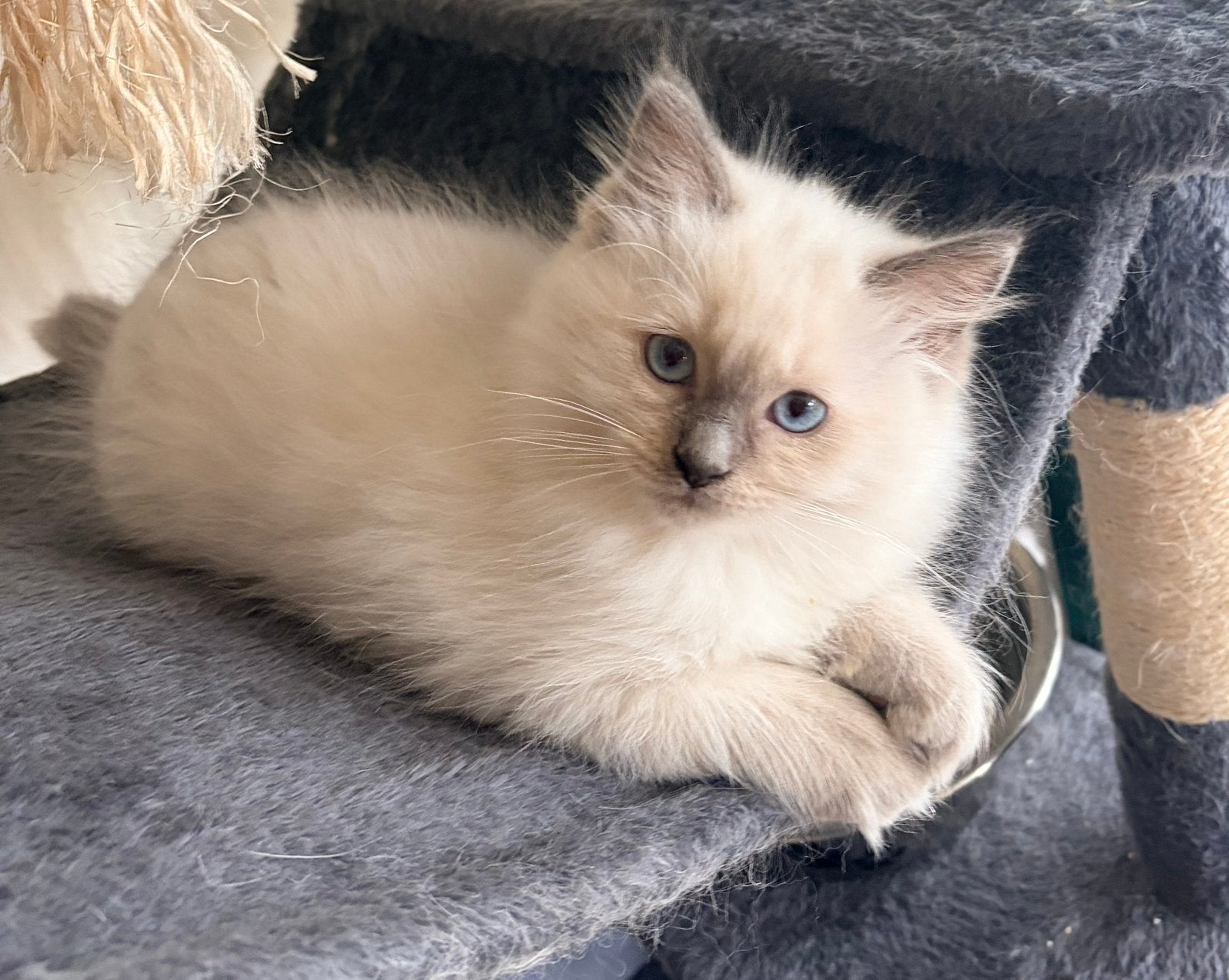 Nog 1 lieve ragdoll kitten, een katertje, Meerdere dieren, Ontwormd, 0 tot 2 jaar