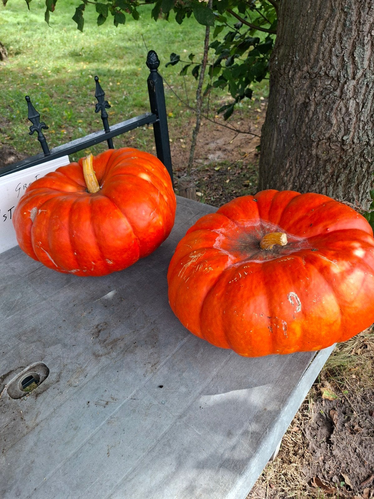 pompoenen en sier kalebassen, Tuin en Terras, Overige Tuin en Terras, Ophalen