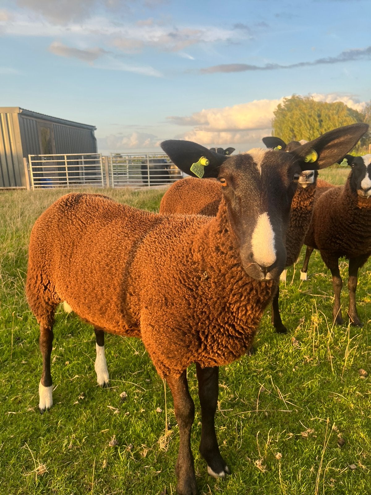 Zwartbles ooilam, Dieren en Toebehoren, Vrouwelijk, Schaap, 0 tot 2 jaar