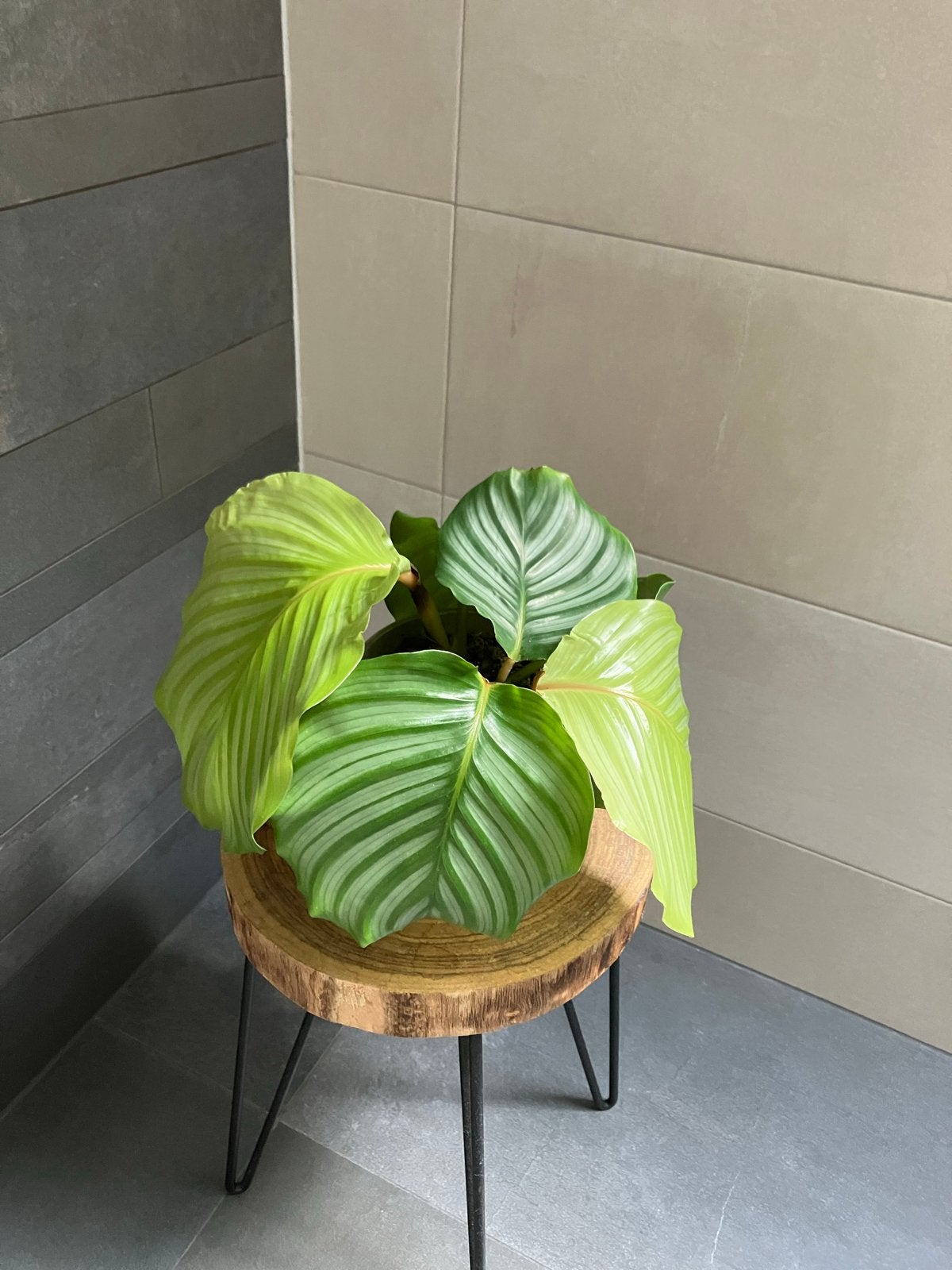 Calathea Orbifolia - Prachtige Groene Kamerplant, Ophalen, Overige soorten, Halfschaduw, In pot