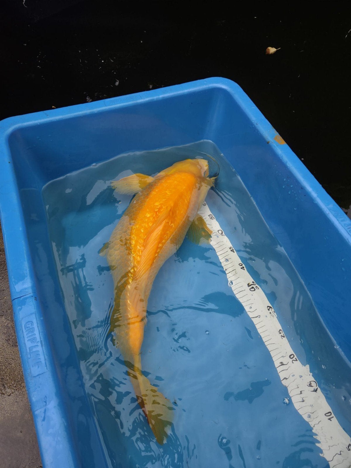 Japanse Karashikoi 60 cm rode ogen, Dieren en Toebehoren, Vissen | Vijvervissen, Karper of Koi