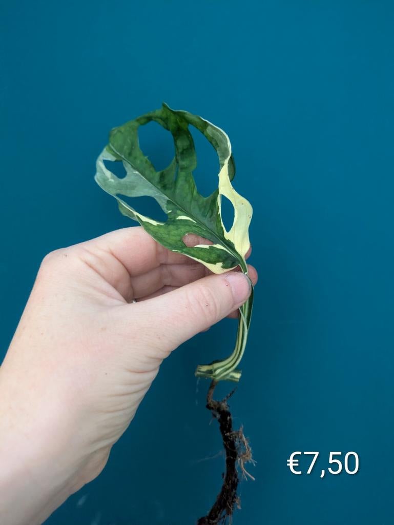 Monstera Adansonii Albo variegata stekken, Huis en Inrichting, Kamerplanten, Ophalen of Verzenden, Halfschaduw, Minder dan 100 cm