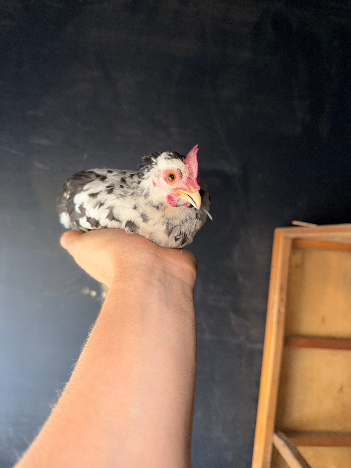 Krielkip haantje, Dieren en Toebehoren, Pluimvee, Mannelijk, Kip