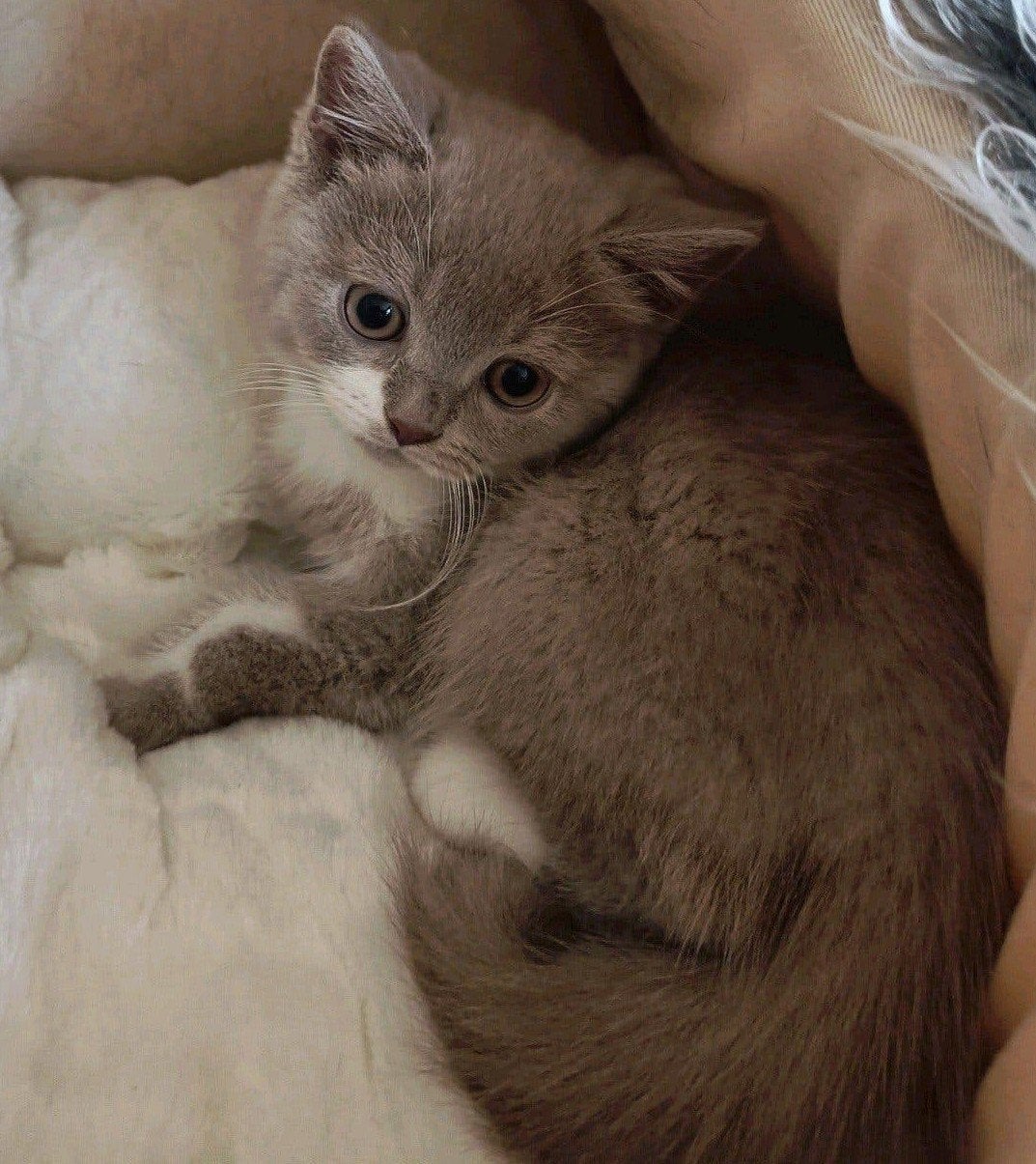 Prachtige lilac-wit Britse korthaar kitten, 1e vaccinatie, Dieren en Toebehoren, Kater, Ontwormd, 0 tot 2 jaar