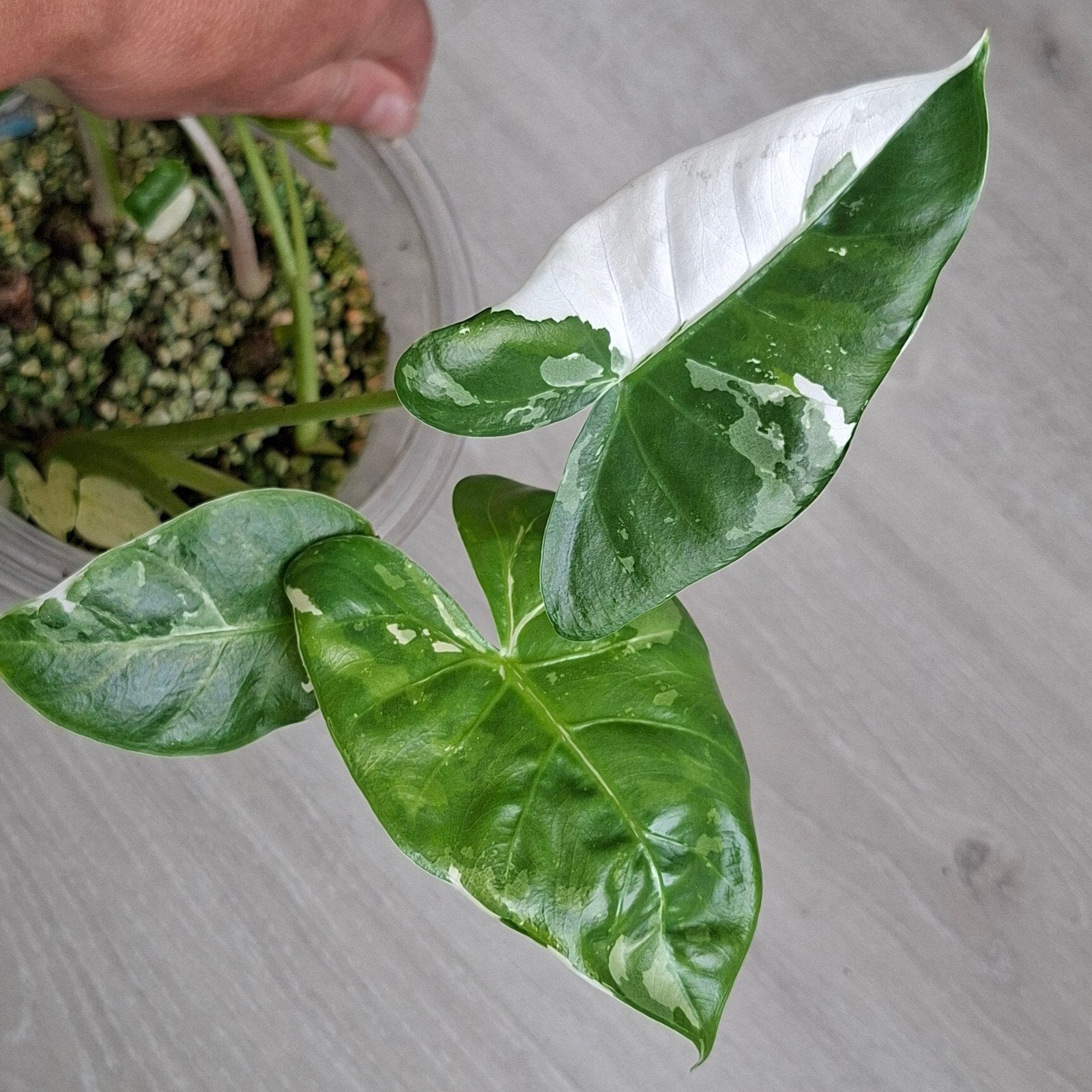 Alocasia macrorrhiza variegata plant, Ophalen of Verzenden, Halfschaduw, Minder dan 100 cm