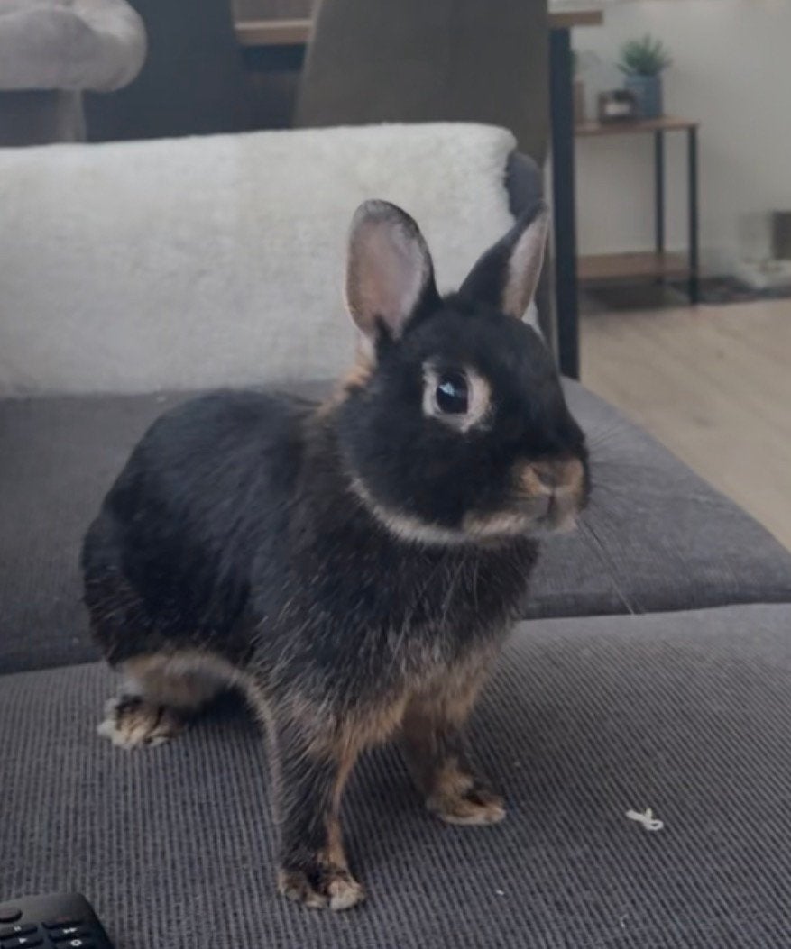 Lief konijn zoekt nieuw maatje (wegens overlijden partner), Dieren en Toebehoren, Mannelijk, Dwerg