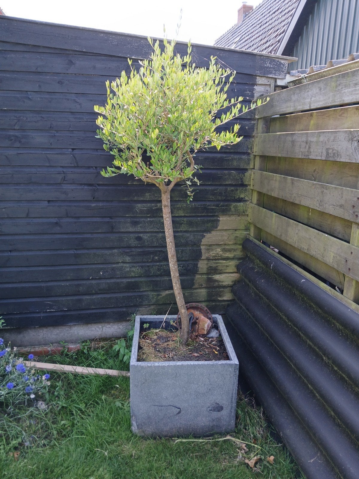 Olijfboom, stamhoogte 90cm, totale hoogte 160cm vanaf de pot, Tuin en Terras, Planten | Bomen, 100 tot 250 cm, Olijfboom, Zomer
