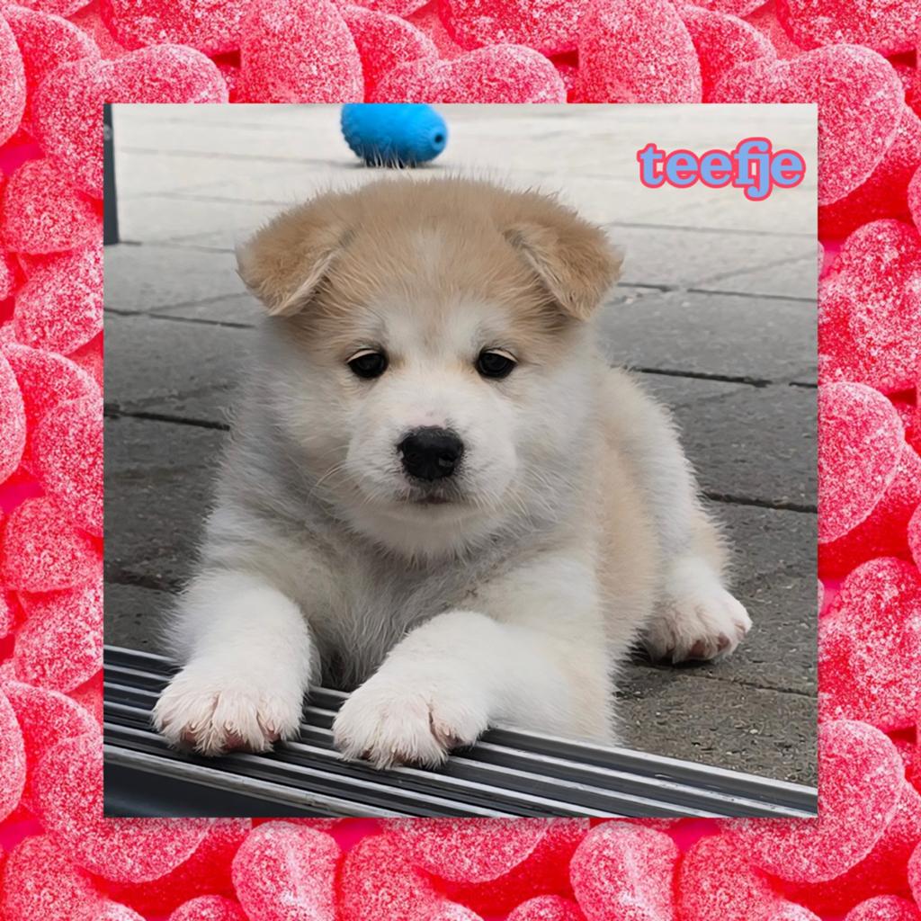 Pups  Alaskan Malamute mix, Dieren en Toebehoren, Honden | Poolhonden, Keeshonden en Oertypen, Parvo, 8 tot 15 weken, Poolhond