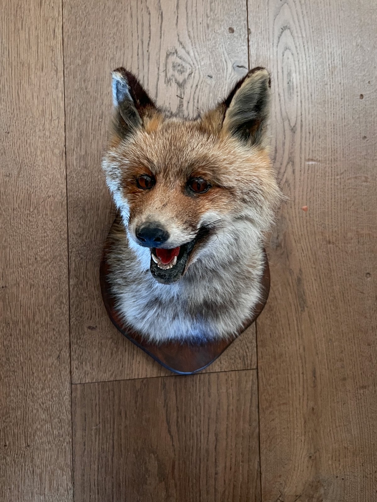Vos vossenkop taxidermie, Ophalen of Verzenden, Zo goed als nieuw, Wild dier, Opgezet dier