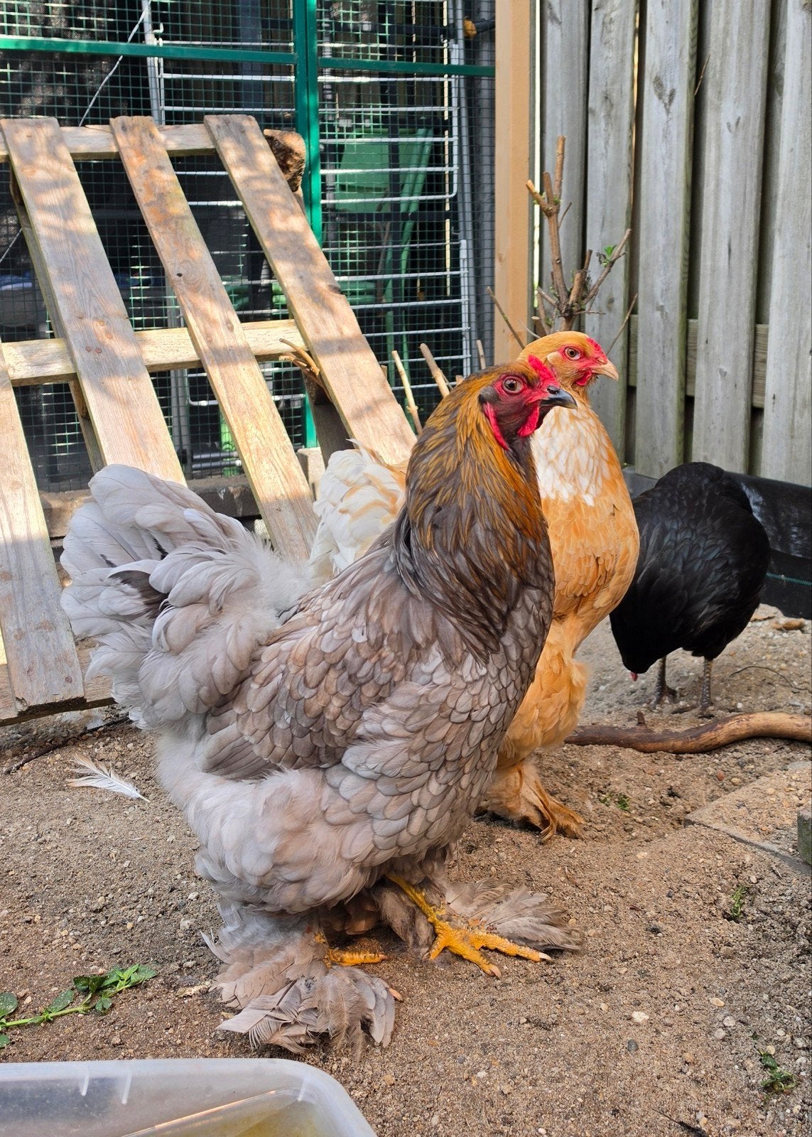 Grijs brahma haantje, Mannelijk, Kip