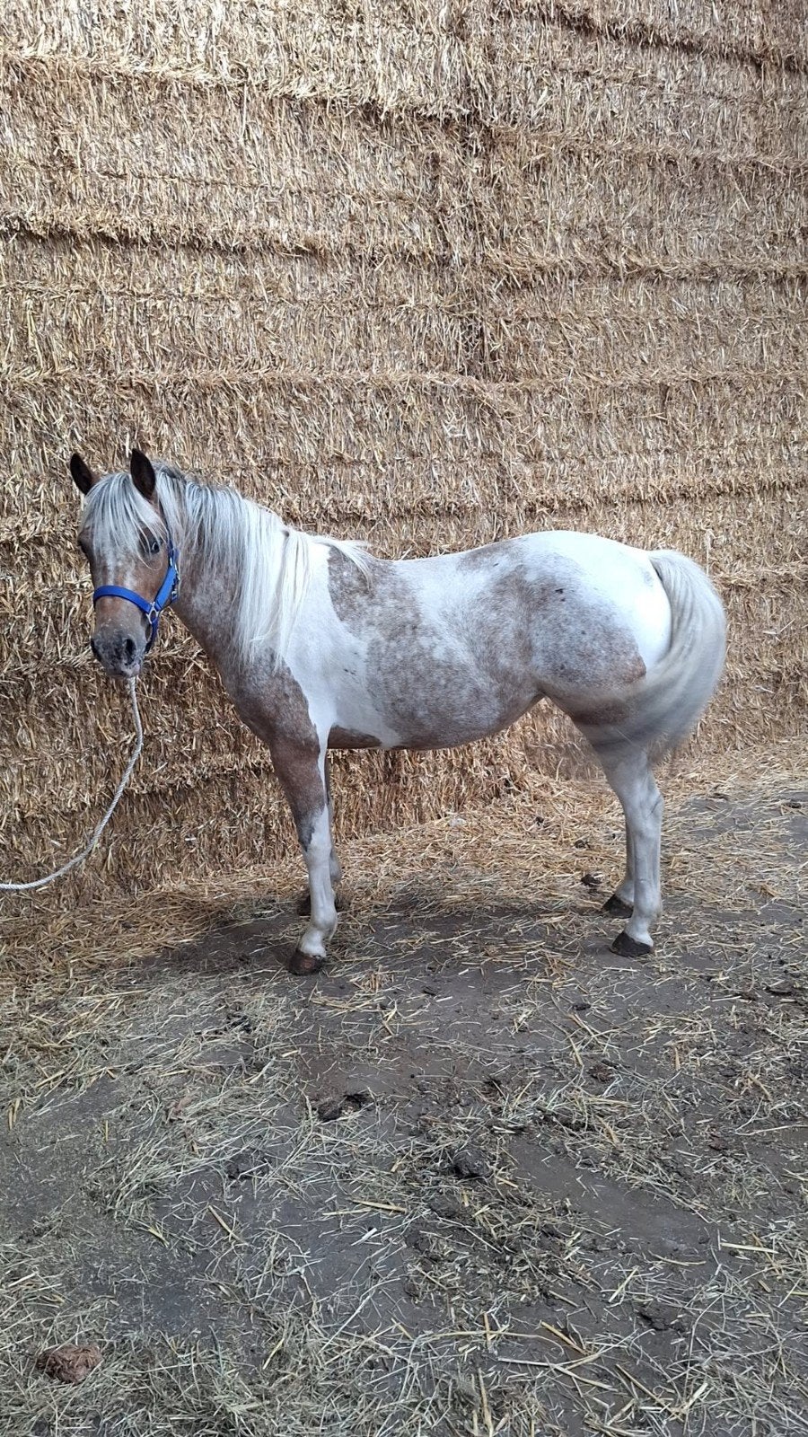 4 jarige merrie te koop!, Merrie, 3 tot 6 jaar