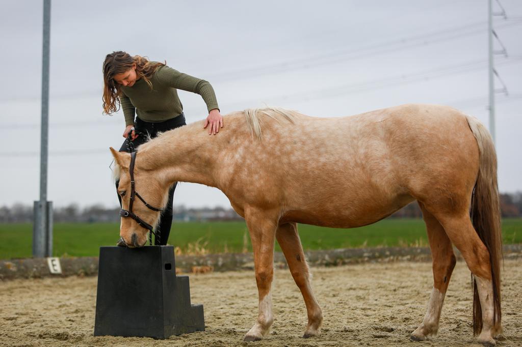 Inrijden/doorrijden Paarden & Pony’s, Ophalen