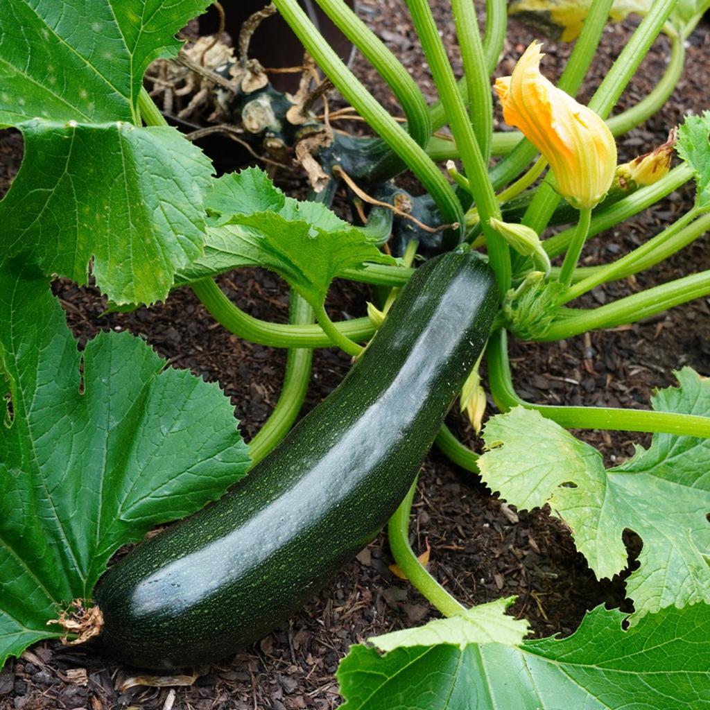 Courgette planten, Tuin en Terras, Ophalen, Eenjarig, Groenteplanten, Volle zon