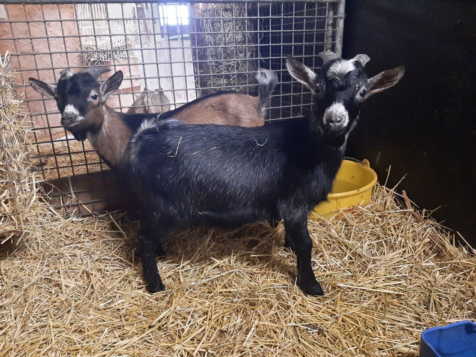 Mooie dekbokjes, Dieren en Toebehoren, Mannelijk, Geit, 0 tot 2 jaar