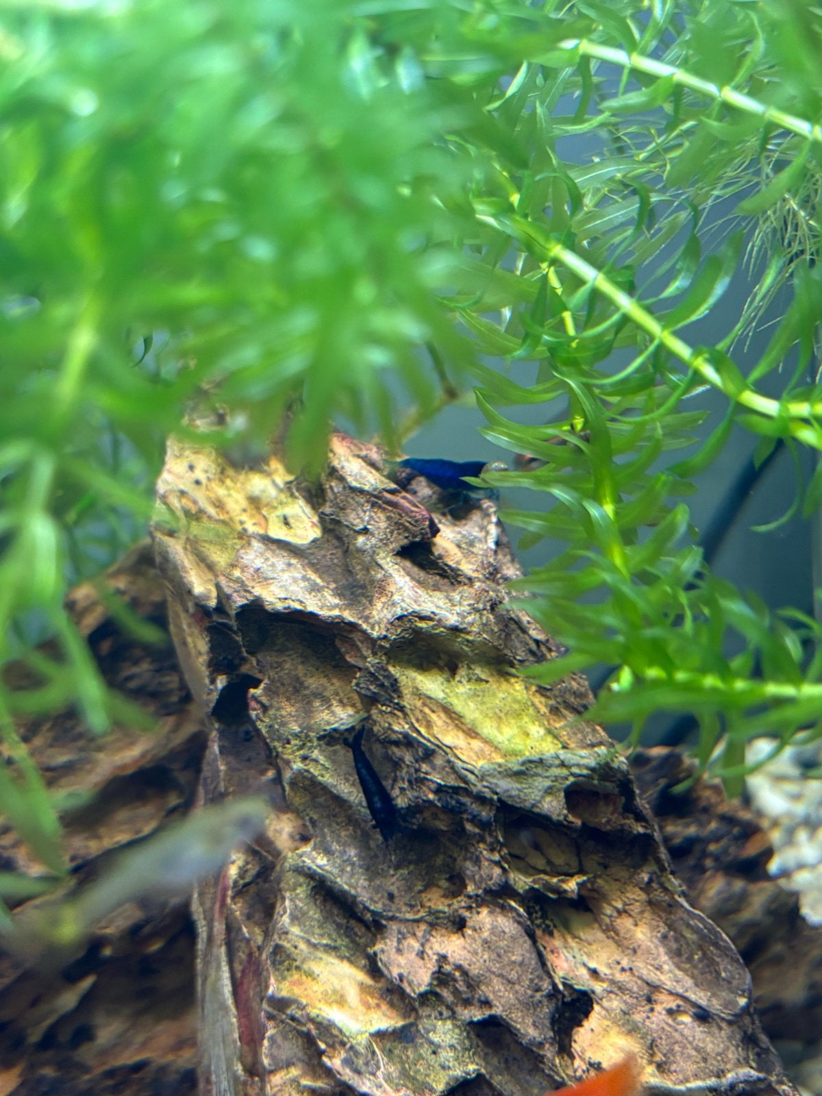Guppies, Dieren en Toebehoren, Vissen | Aquariumvissen, Vis
