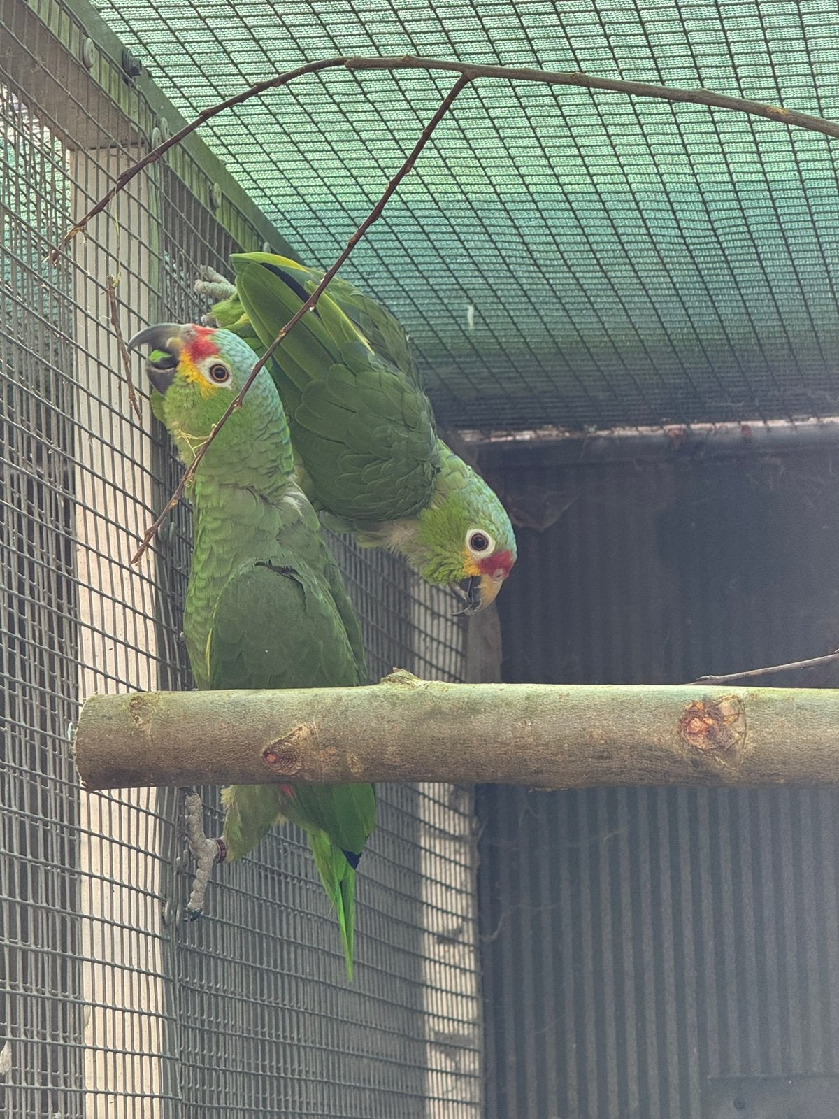 Geelwang amazones 4-3 diverse leeftijden ek, Dieren en Toebehoren, Meerdere dieren, Parkiet