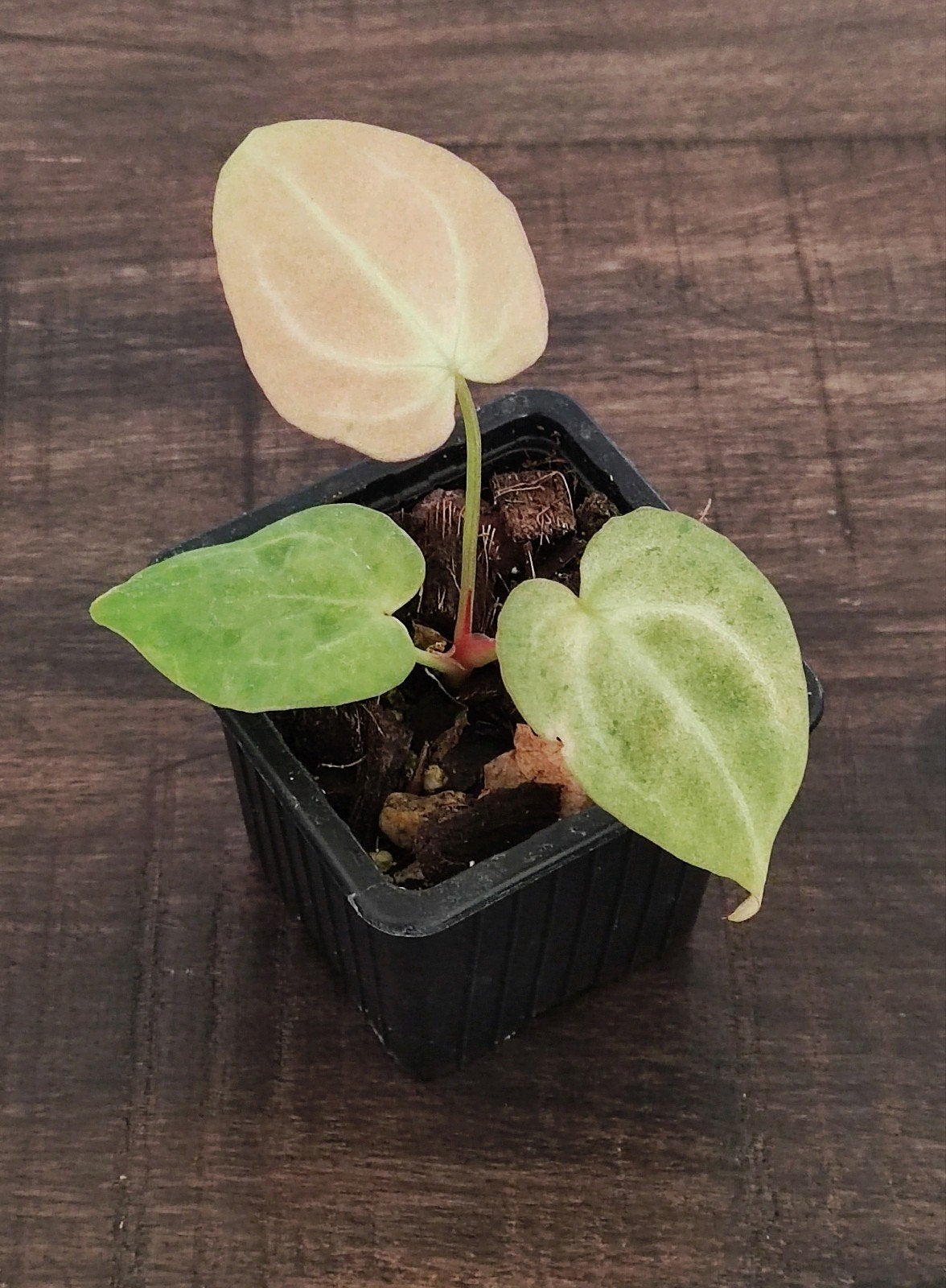 Mint Variegated Anthurium Crystallinum x Ace of Spades-S1, Ophalen of Verzenden, Halfschaduw, Minder dan 100 cm