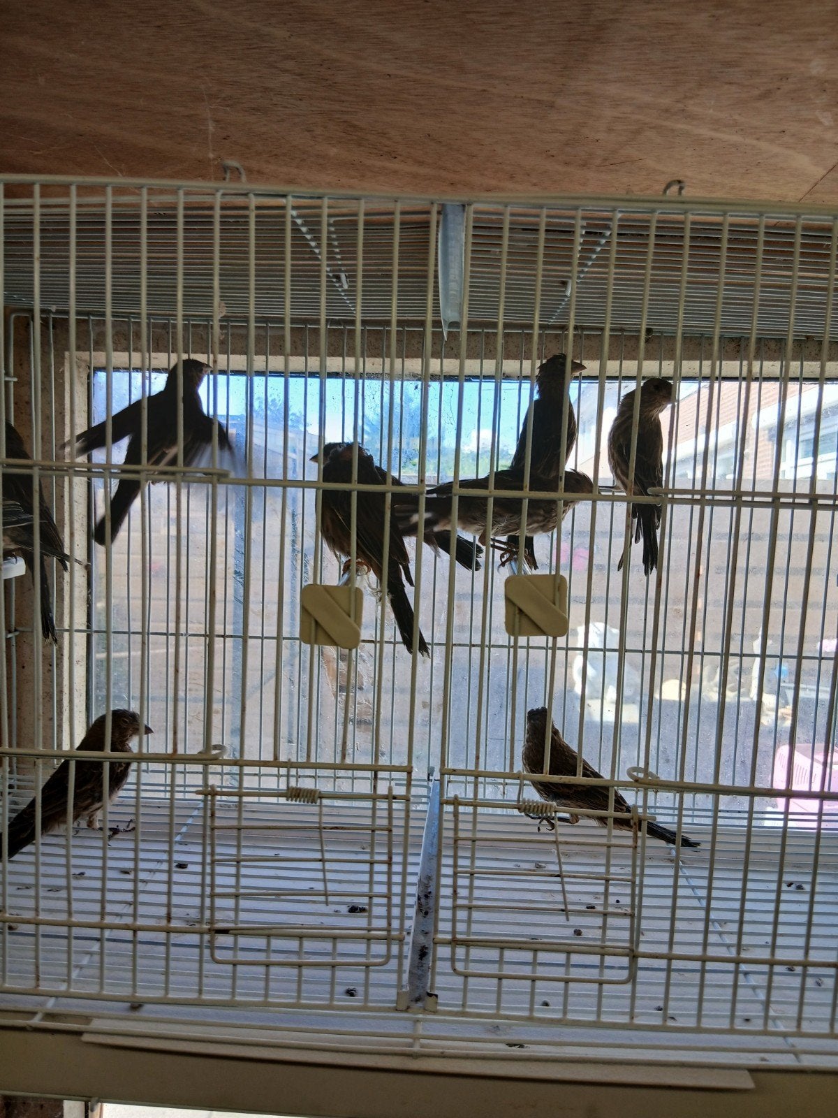 5 mooie jonge Mexicaanse rood mussen, Dieren en Toebehoren, Vogels | Overige Vogels, Geslacht onbekend, Tropenvogel