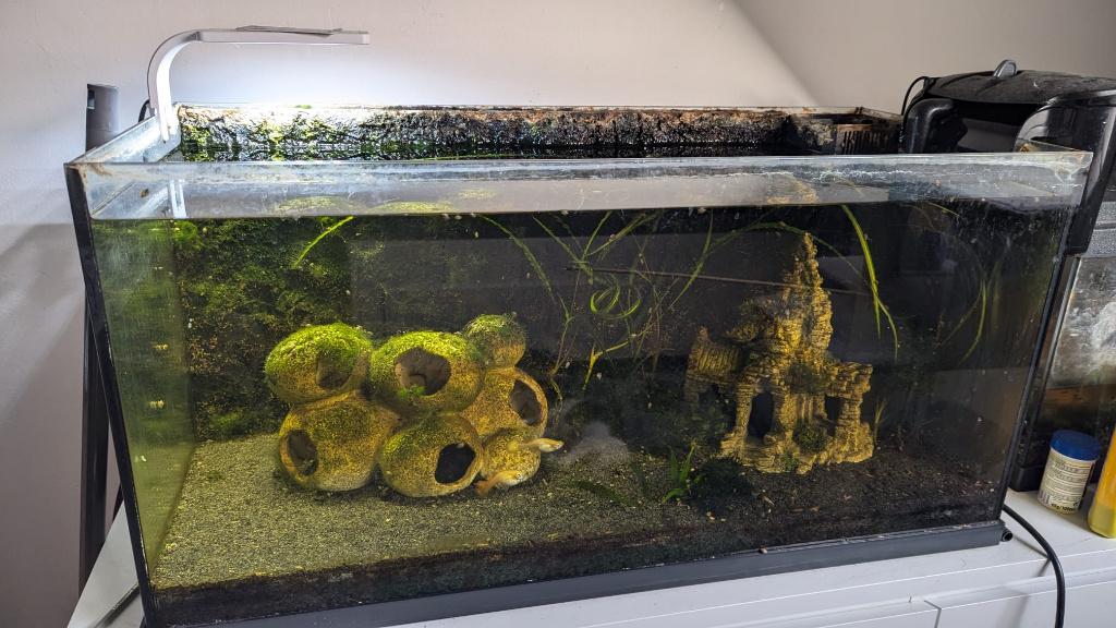 Compleet 112L aquarium met vissen – direct klaar, Dieren en Toebehoren, Vissen | Aquaria en Toebehoren, Gebruikt, Gevuld zoetwateraquarium