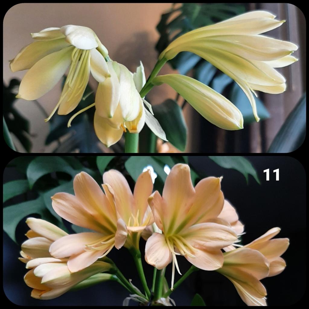 Clivia kruising Lime 'n Cream Waltz x Euro Peach (gr throat), Bloeiende kamerplant, Ophalen of Verzenden, Volledige schaduw, Minder dan 100 cm
