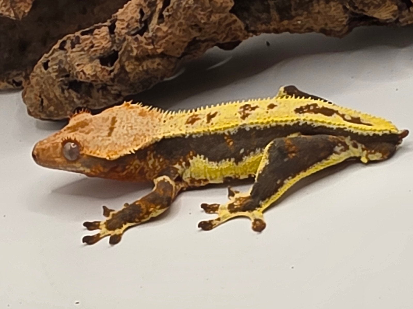 crested gecko- Correlophus ciliatus- wimpergekko, Dieren en Toebehoren, Hagedis, Tam, 0 tot 2 jaar