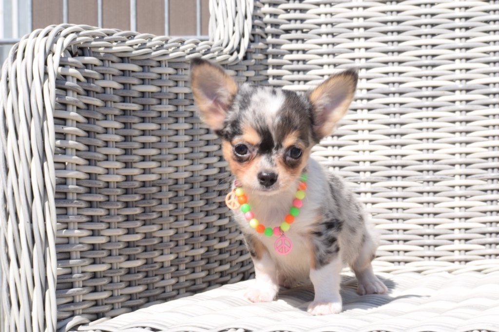 Chihuahua pups nieuwe nestjes, Dieren en Toebehoren, Honden | Chihuahua's en Gezelschapshonden, 15 weken tot 1 jaar, Buitenland