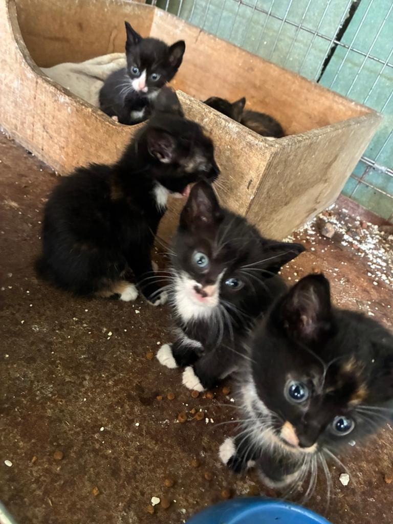 Boerderij kittens te koop, Dieren en Toebehoren, Meerdere dieren, Kortharig, 0 tot 2 jaar