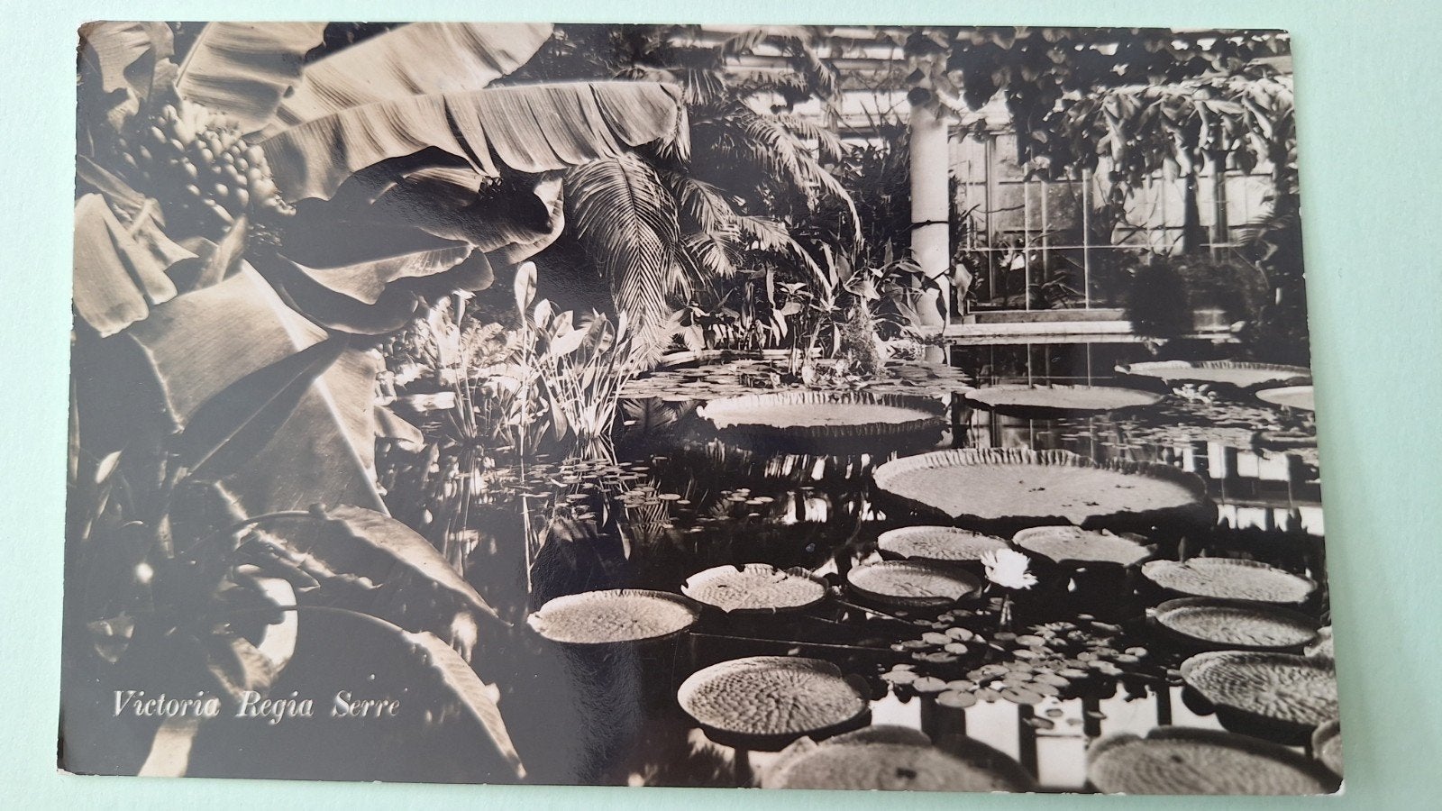 Diergaarde Blijdorp *, Ophalen of Verzenden, Voor 1920