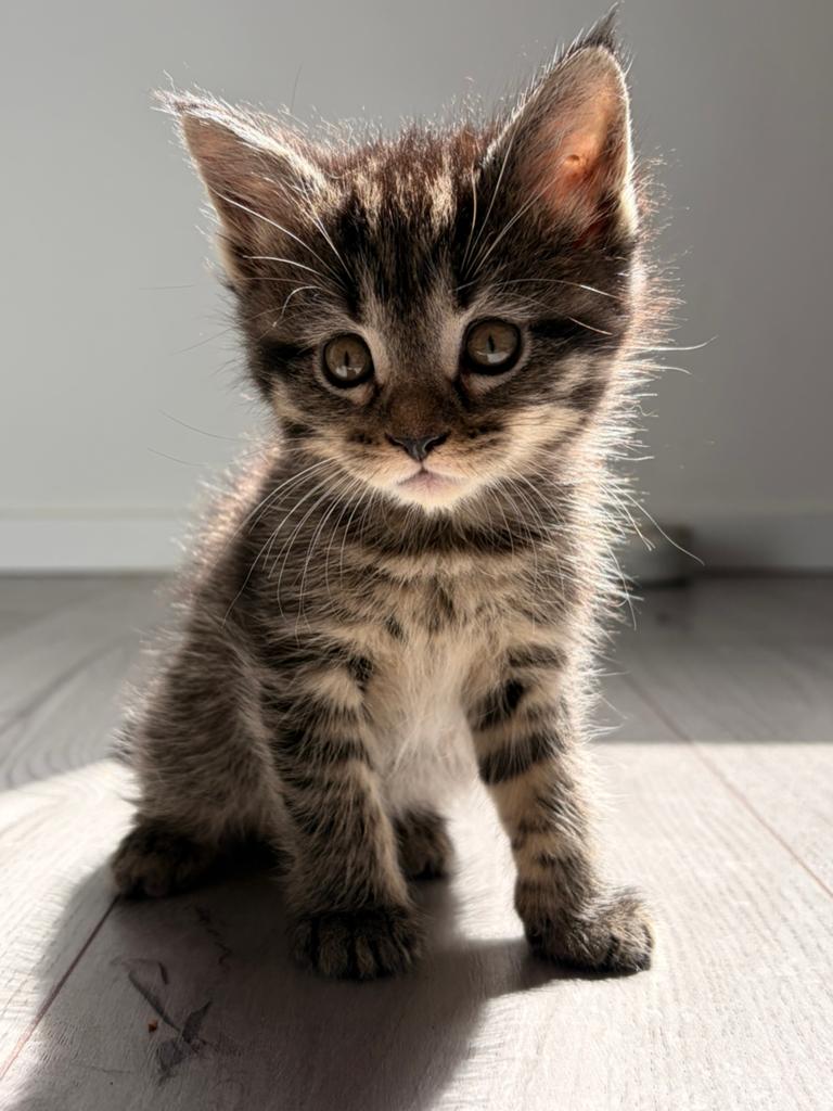 britse korthaar x maine coon kittens, Meerdere dieren