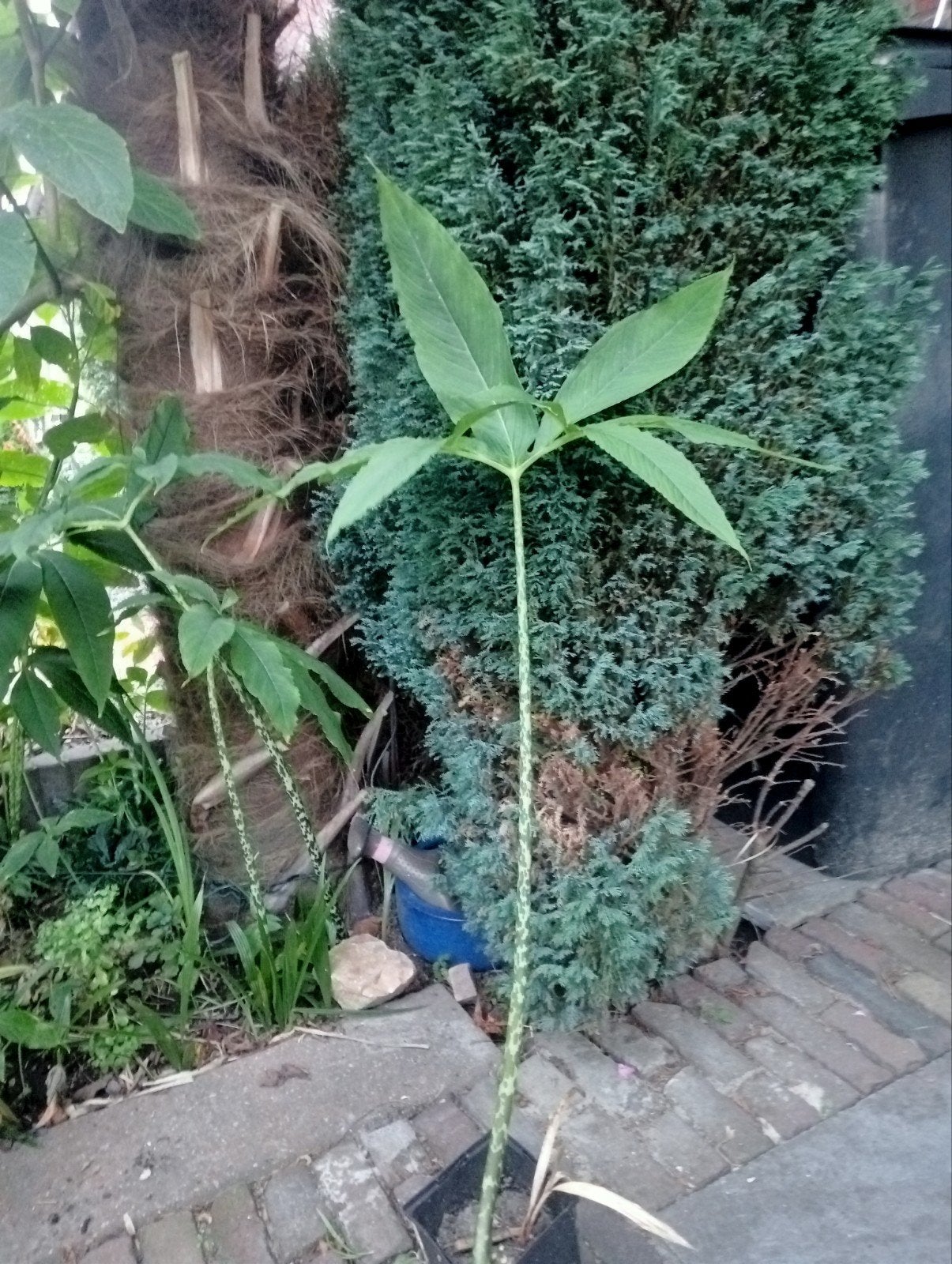 Sauromatum  venosum, Ophalen, Zomer, Overige soorten, Volle zon