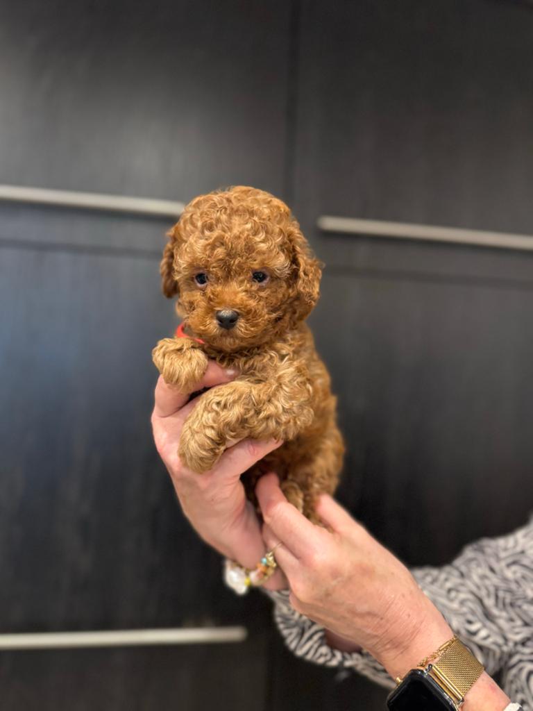 Prachtig nestje toypoedel puppys, Dieren en Toebehoren, Poedel, Parvo, 8 tot 15 weken, Meerdere