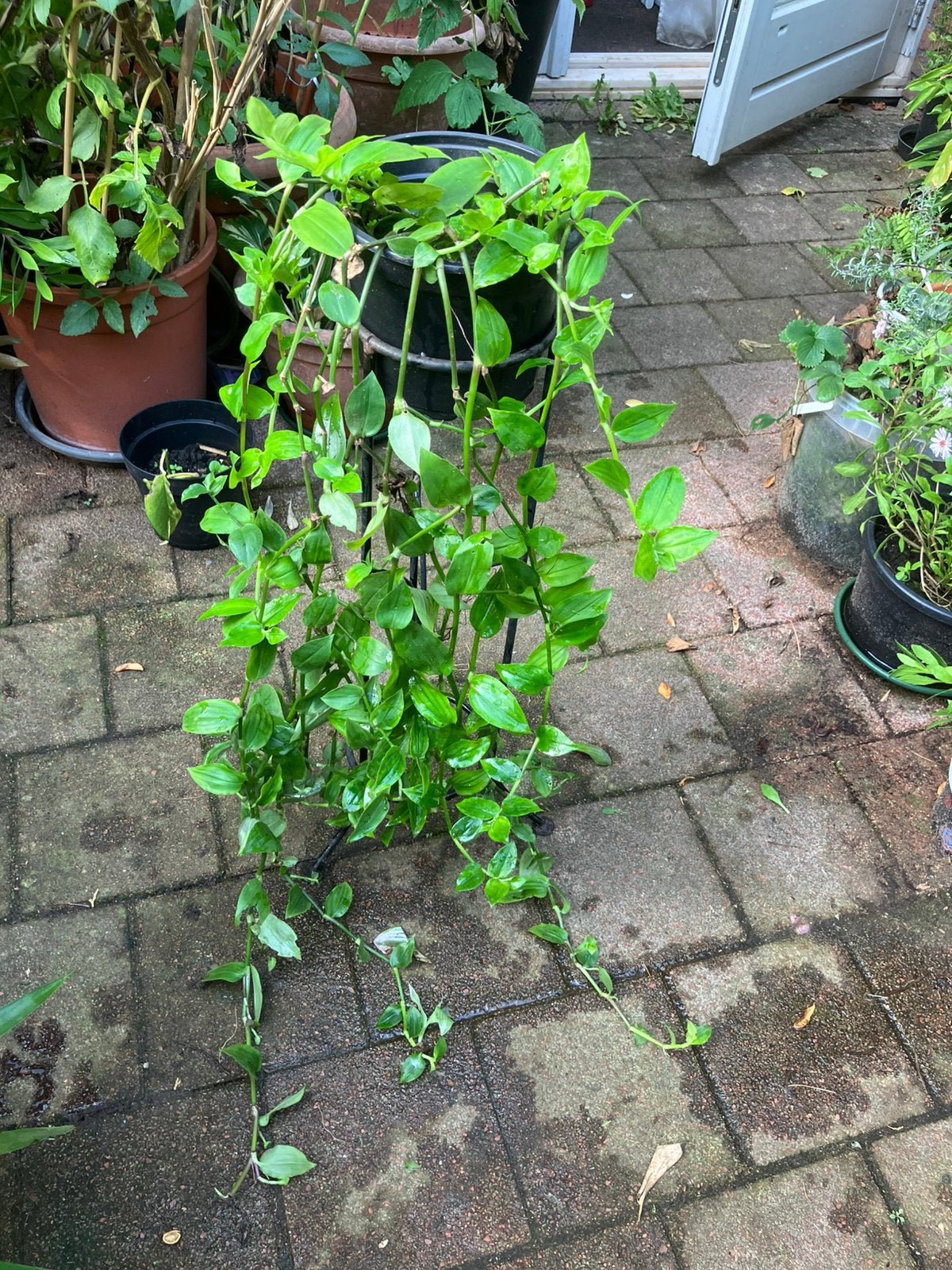 Kamerplant, Ophalen, Halfschaduw, Minder dan 100 cm