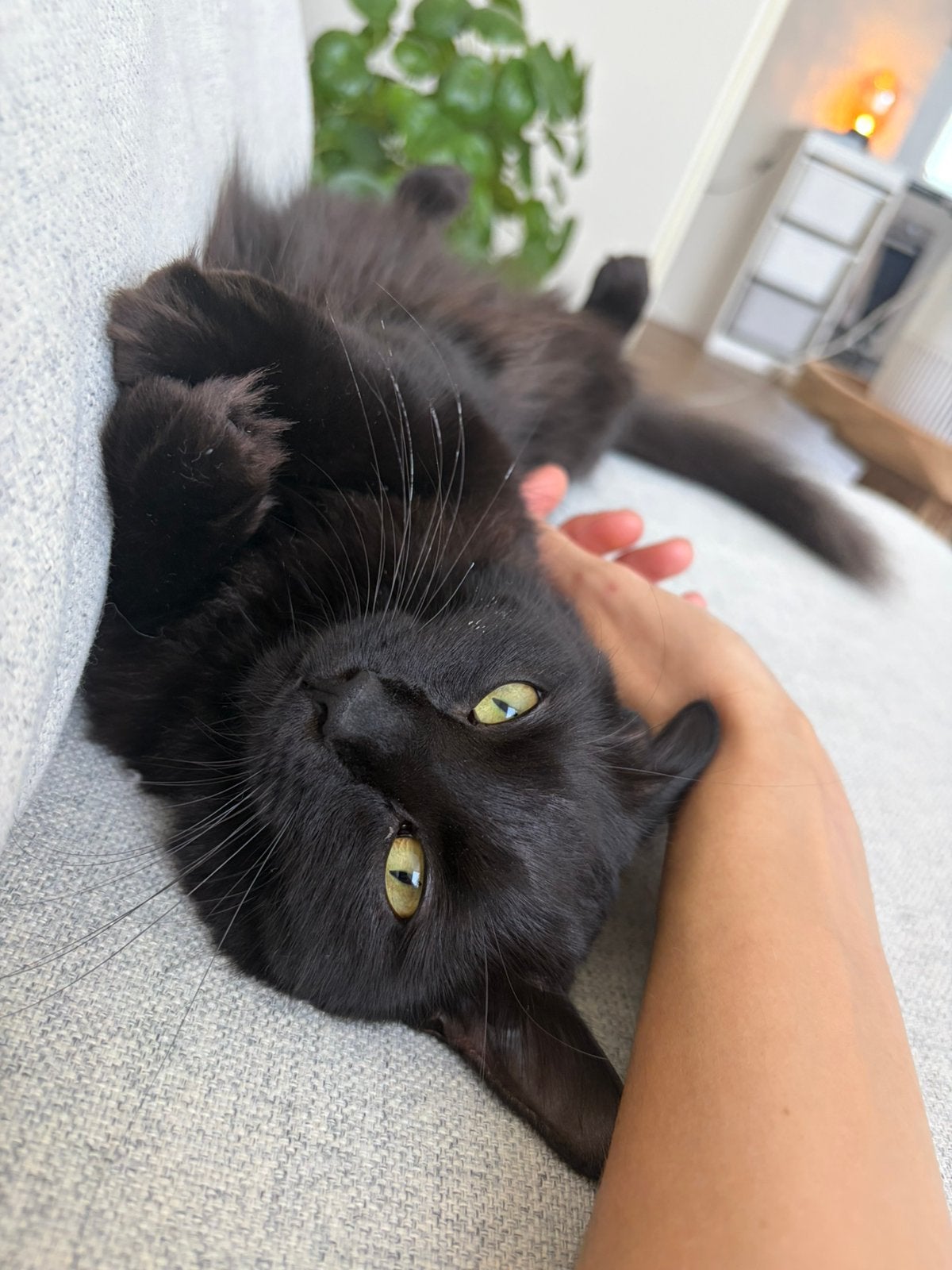 Nala (28-06-2025), super lieve Ragdoll mix, Dieren en Toebehoren, Poes