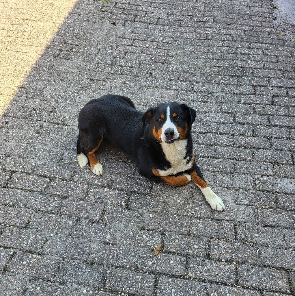 Appenzeller sennen dekreu, Reu, Parvo, Eén hond, 3 tot 5 jaar
