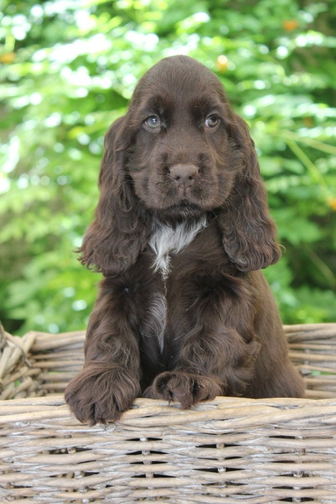 engelse cocker spaniel pups met stamboom, Dieren en Toebehoren, Honden | Retrievers, Spaniëls en Waterhonden, 8 tot 15 weken, Meerdere