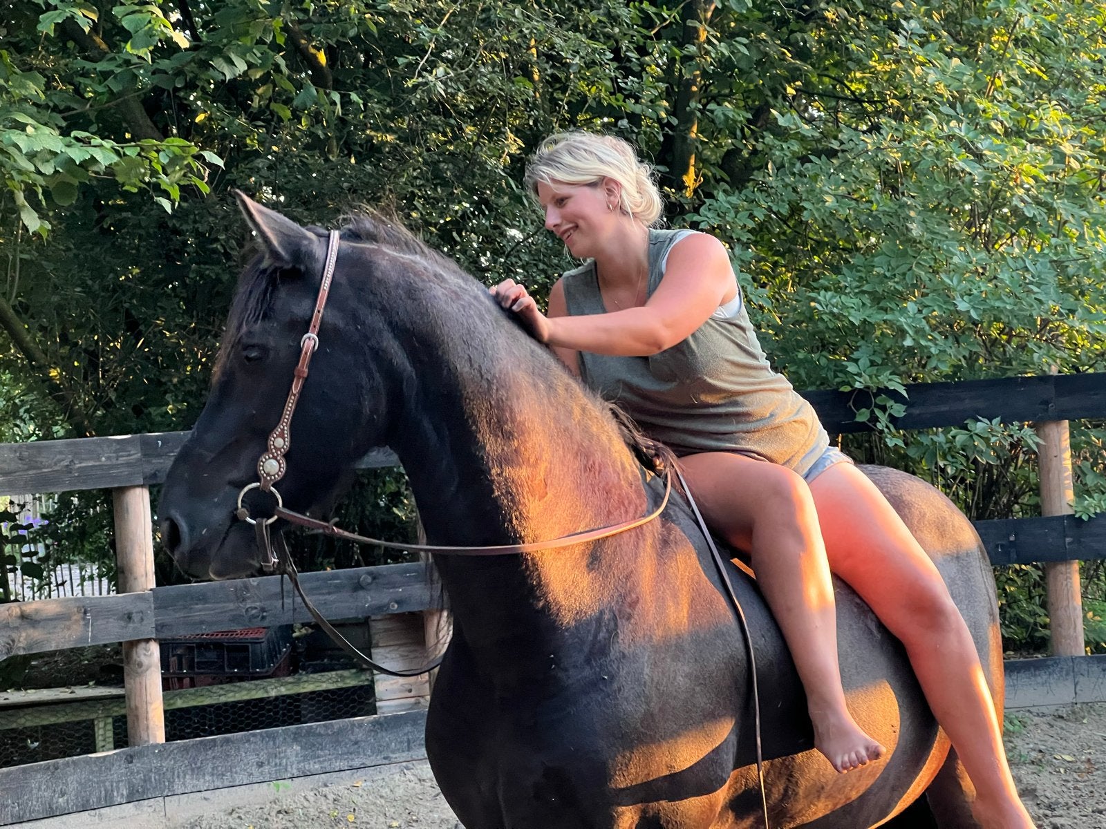 Betrouwbare Friese ruin met gouden karakter, Gechipt, B, Ruin, 160 tot 165 cm