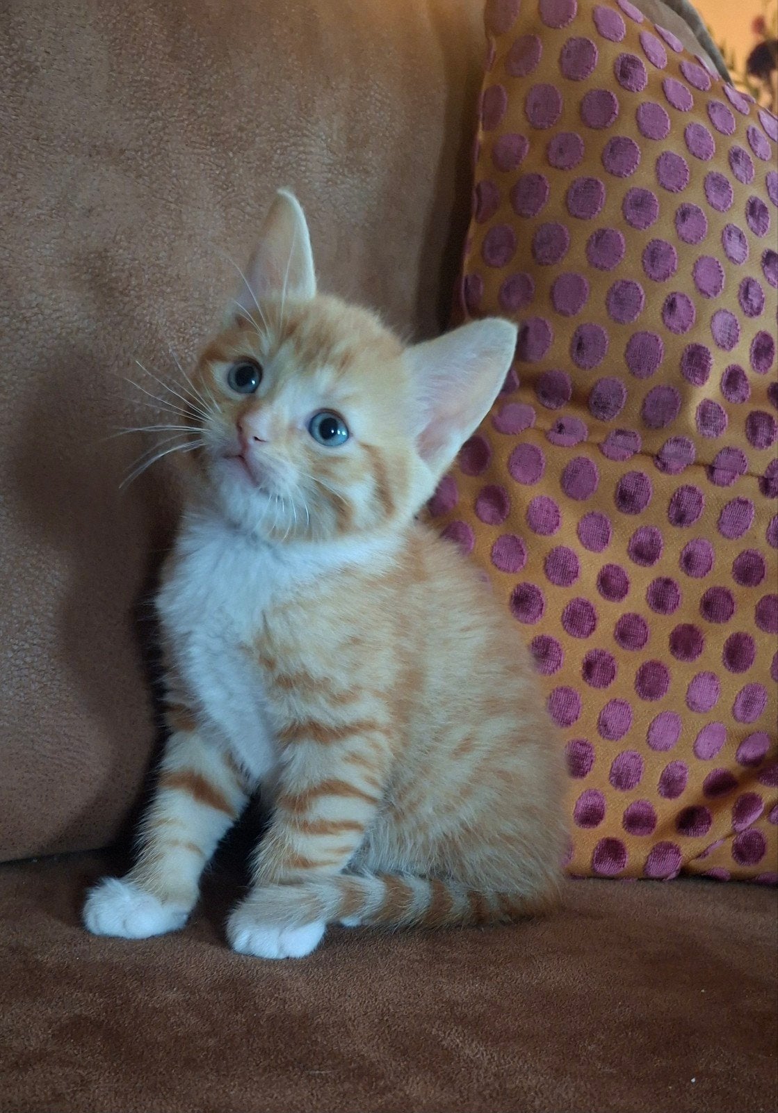 Super lieve kittens te koop, Meerdere dieren, Ontwormd