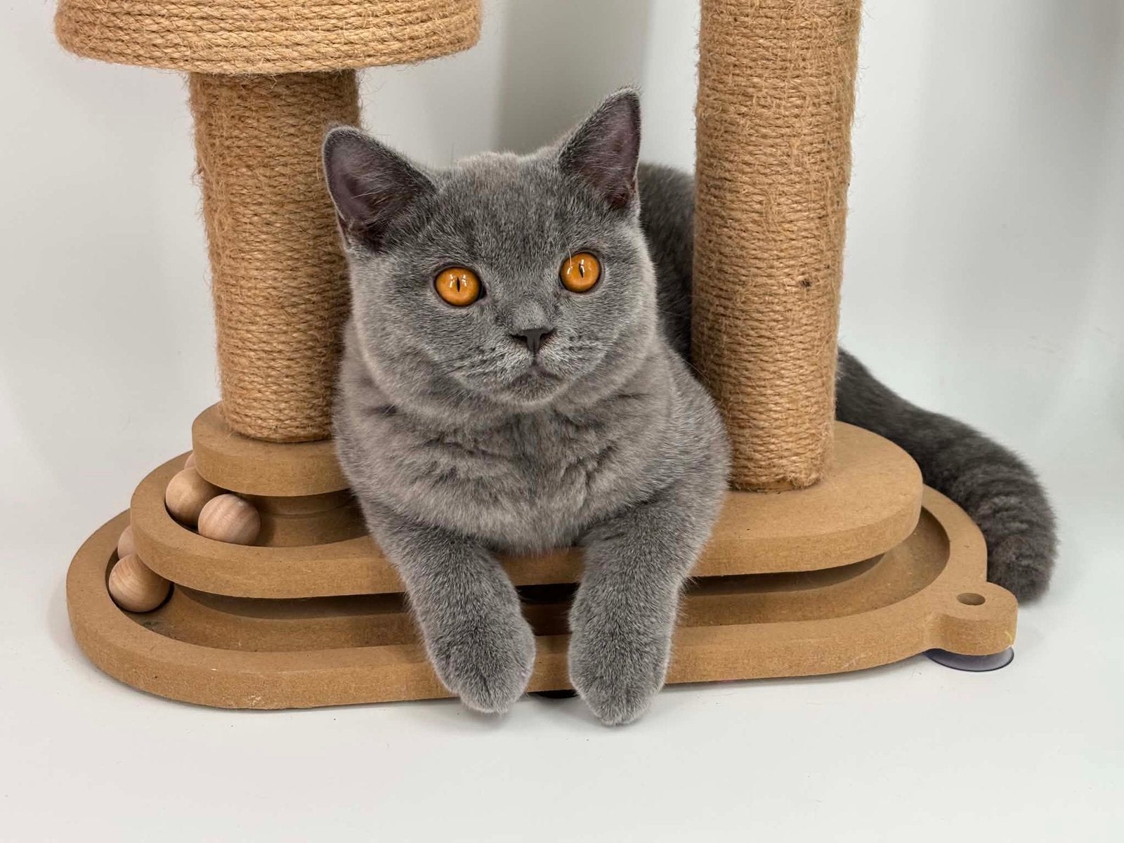 Britse Brits korthaar kitten kater en poes, Dieren en Toebehoren, Katten en Kittens | Raskatten | Korthaar, Meerdere dieren, Gechipt