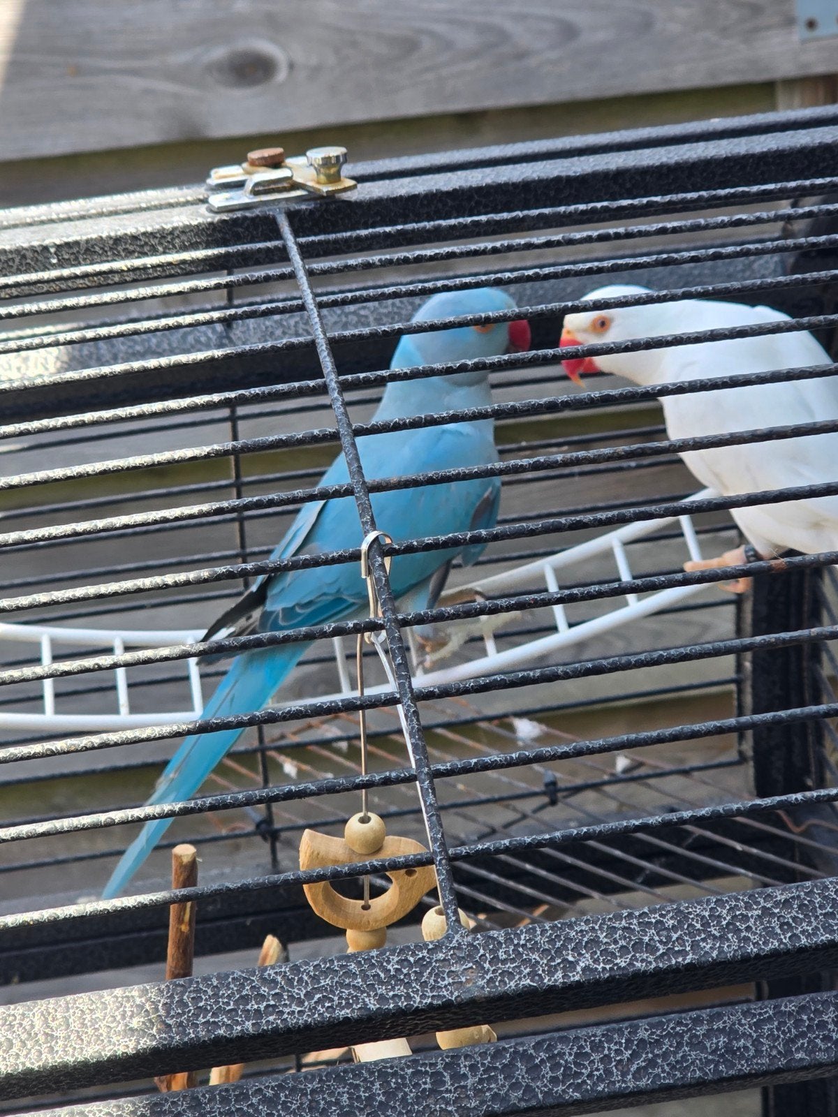 Kweekkoppel Halsbandparkieten 2025 Inclusief DNA-certificate, Dieren en Toebehoren, Vogels | Parkieten en Papegaaien, Meerdere dieren