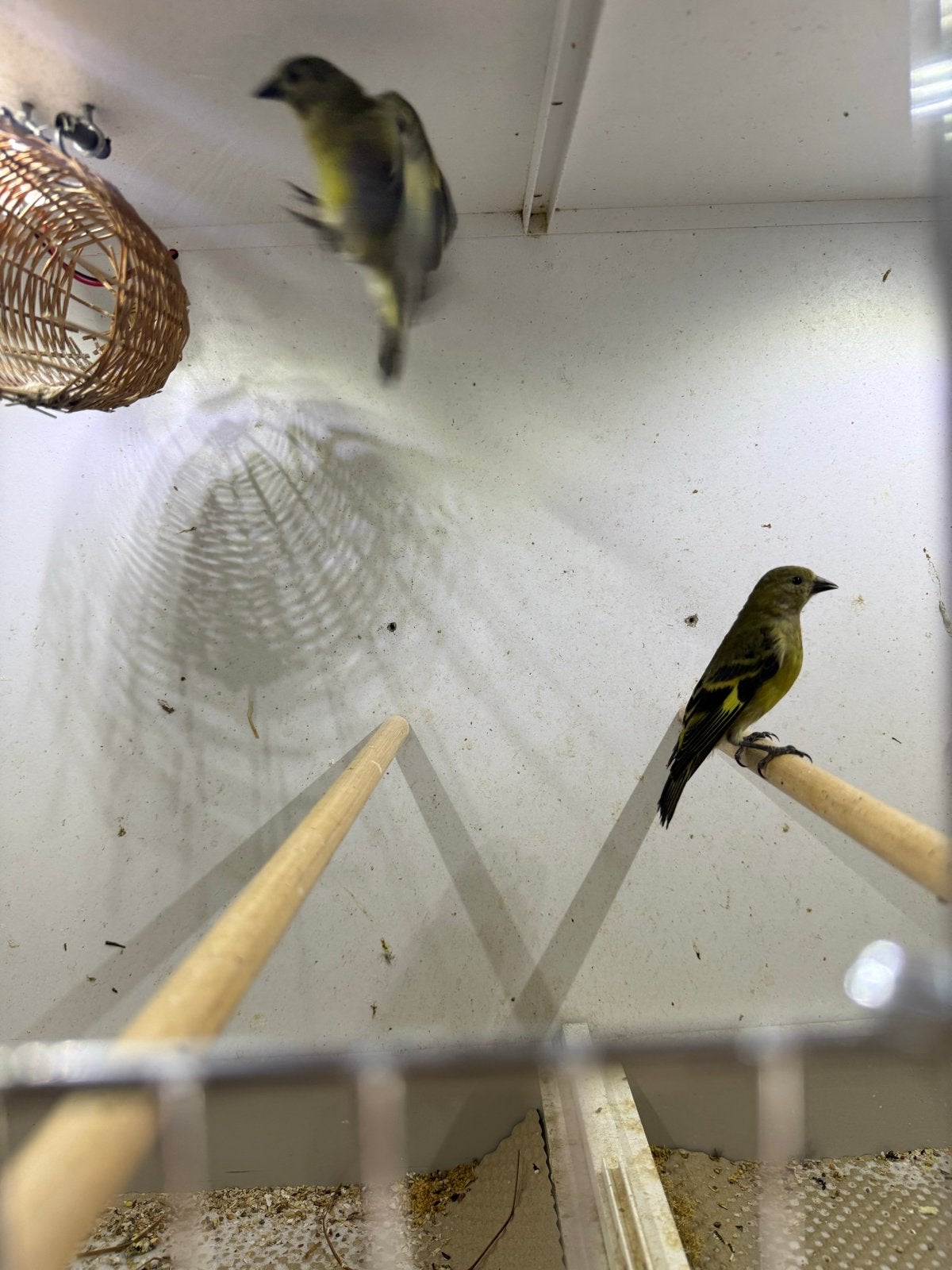 Zwartkopsijsen 2026, Vrouwelijk, Tropenvogel