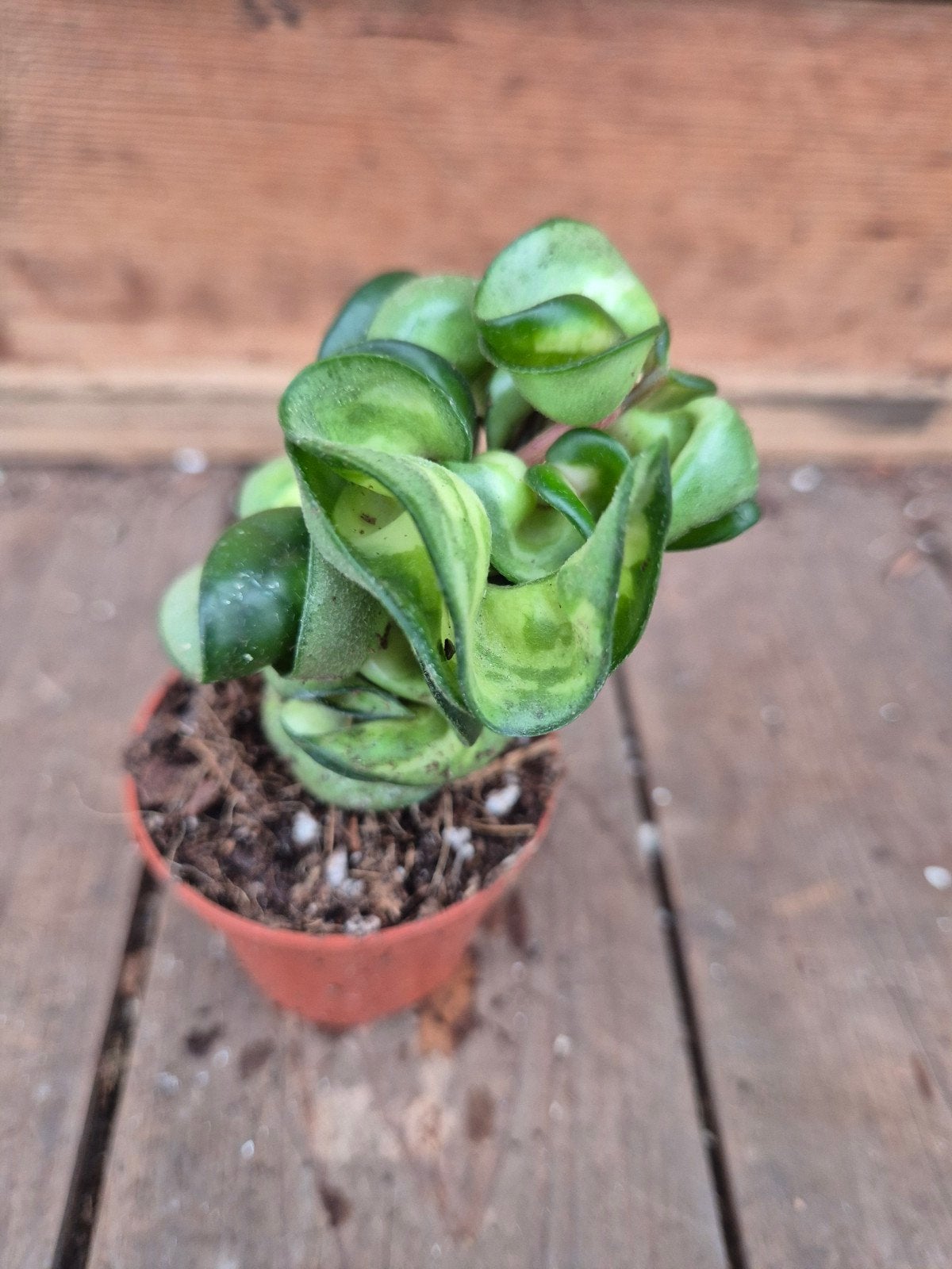 Hoya Carnosa Compacta Mauna Loa p6 (9), Huis en Inrichting, Ophalen of Verzenden, Halfschaduw, Minder dan 100 cm