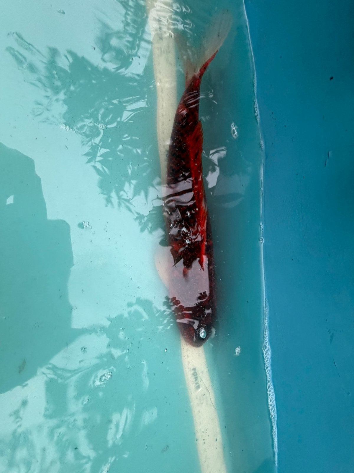 kawarimono koi, Karper of Koi