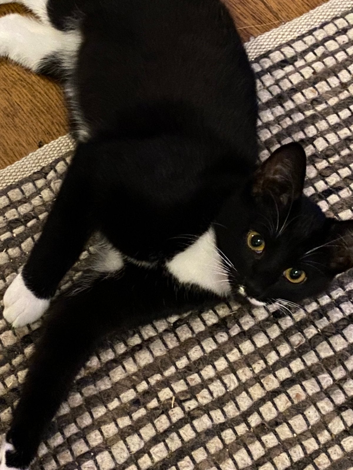 Kitten Oreo poes zwart wit, Poes
