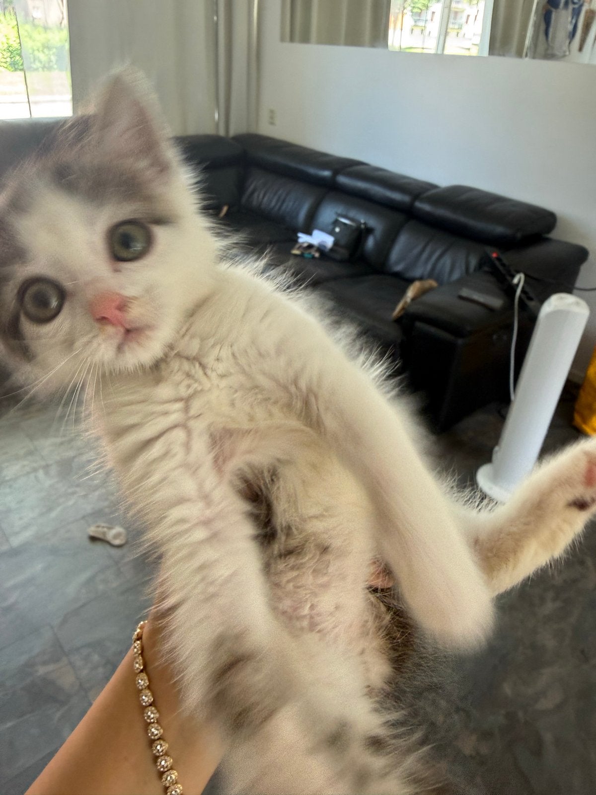 Lieve kitten zoekt nieuw huisje, Dieren en Toebehoren, Katten en Kittens | Overige Katten, Poes, Kortharig, 0 tot 2 jaar