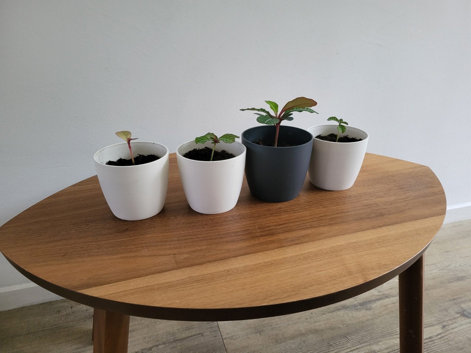 Madagascar Jewel stekje in Elho pot, Tuin en Terras, Volle zon, Vaste plant, Bloeit niet, Ophalen