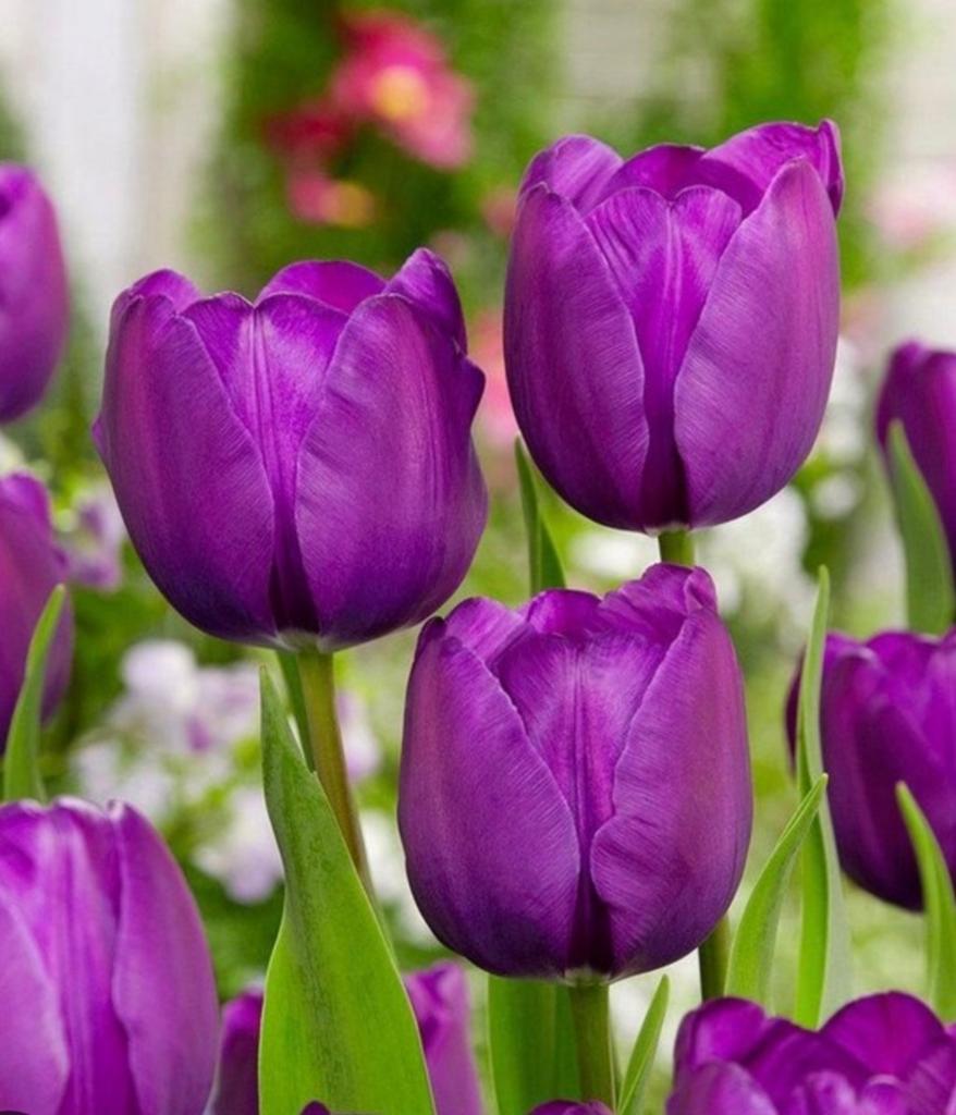 Prachtige Paarse Tulpenbollen - Voorjaarsbloeiers, Tuin en Terras, Bloembollen en Zaden, Ophalen of Verzenden, Najaar, Volle zon