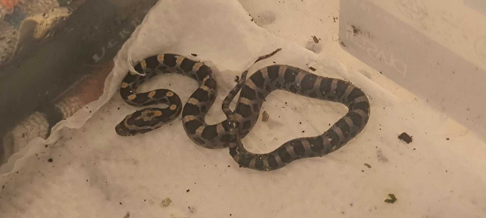 Rattenslangen cb26 Rat Snake photo 2