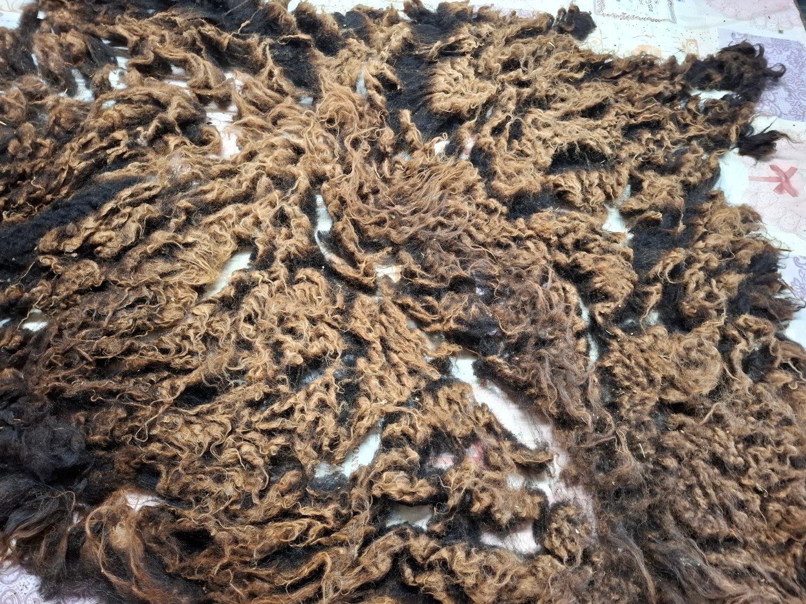 Ruwe vacht  Ouessant,  bruin , onderkant zwart, Ophalen of Verzenden, Nieuw, Spinwol