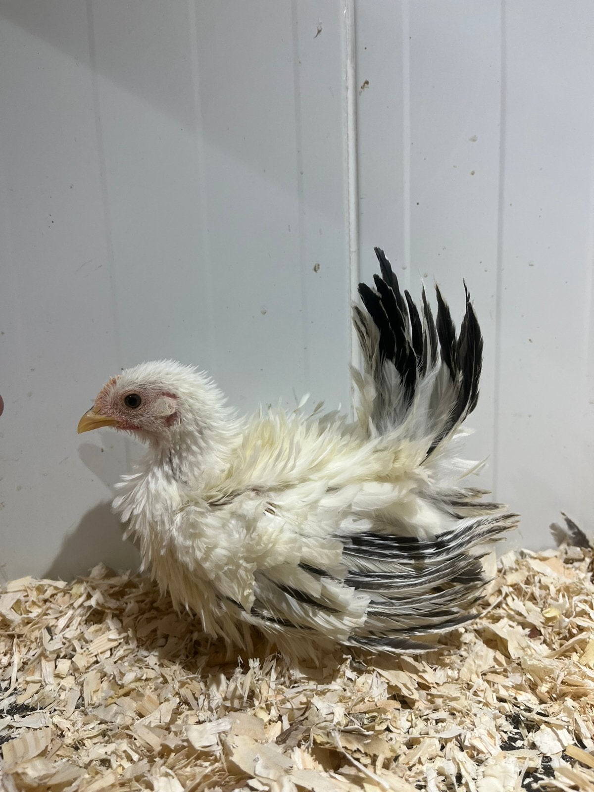 Koppel chabos te koop aangeboden., Meerdere dieren, Kip